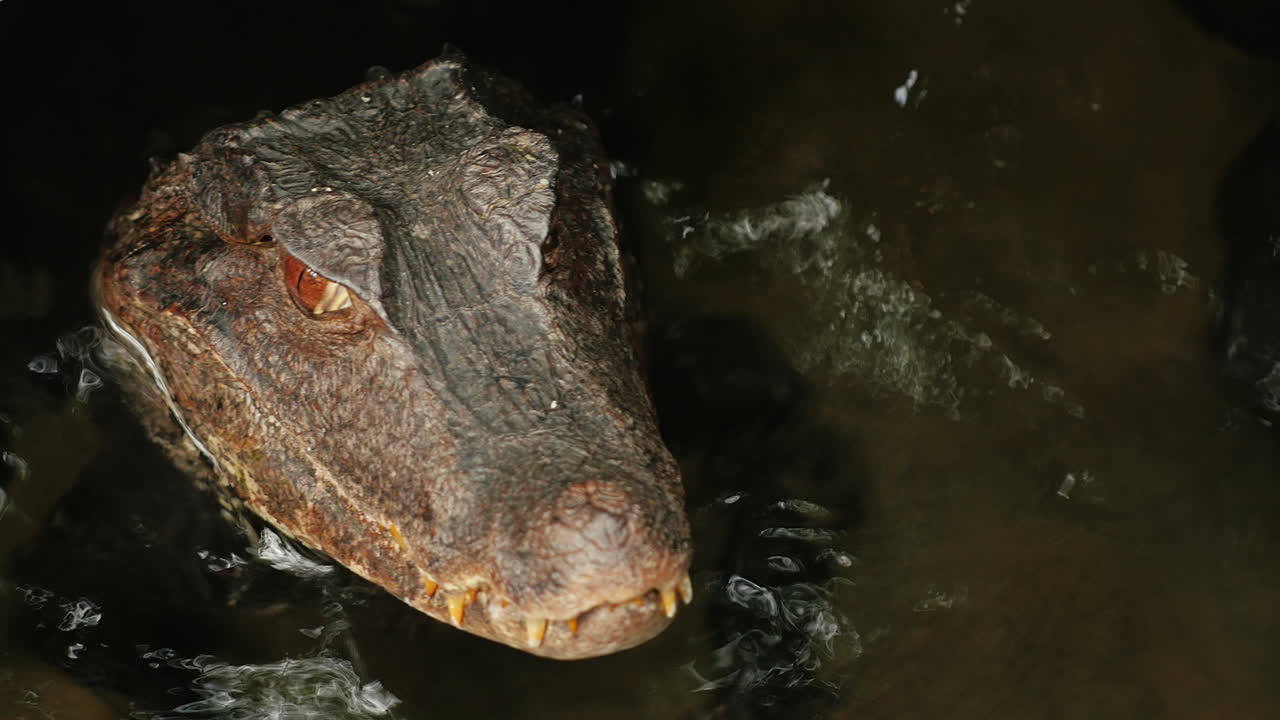 악어 의 초상화