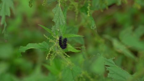 peacock butterfly as a caterpiller