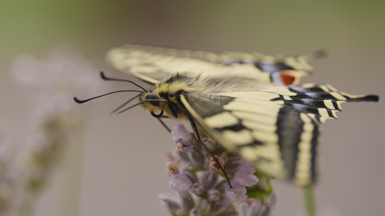 Scatto macro di una farfalla macaone appena schiusa su lavanda