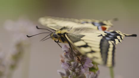 Makroaufnahme-Eines-Frisch-Geschlüpften-Schwalbenschwanz-Schmetterlings-Auf-Lavendel