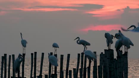 The-Great-Egret,-also-known-as-the-Common-Egret-or-the-Large-Egret