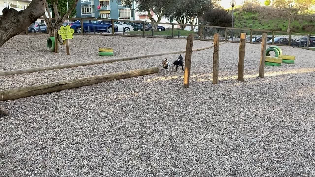 A dog and a puppy playing in a dog park with a ball in slow motion