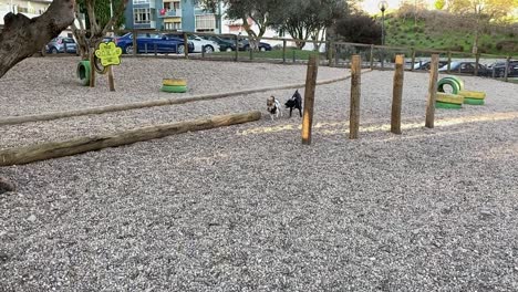 a dog and a puppy playing in a dog park with a ball in slow motion