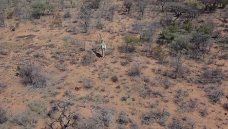 jirafa en el hermoso paisaje africano de la meseta de waterberg, namibia