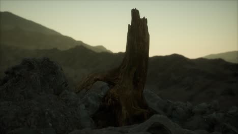 dead pine tree at granite rock at sunset