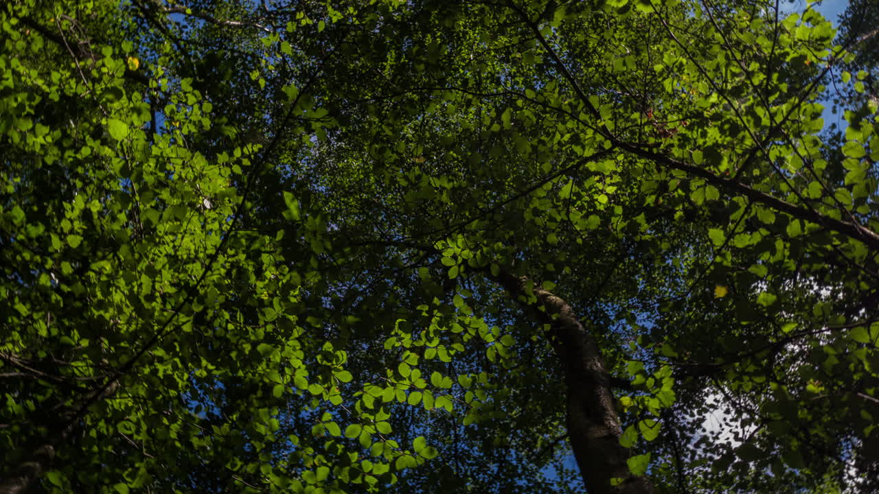 epping forestdji 4k 05