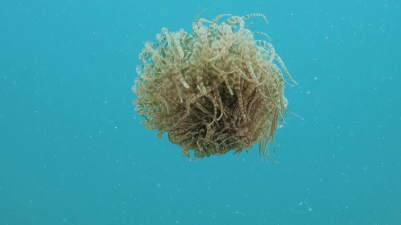 Creatura marina raramente avvistata: una massa di tentacoli pulsanti che nuota nelle acque blu dell'oceano della Grande Barriera Corallina.