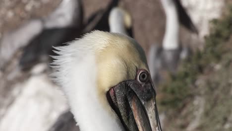 pelicano en primer plano con enfoque en el ojo, vida silvestre en california