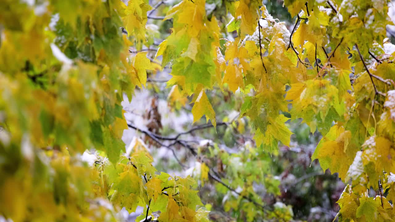 The first autumn snow falls on the leaves of the tree