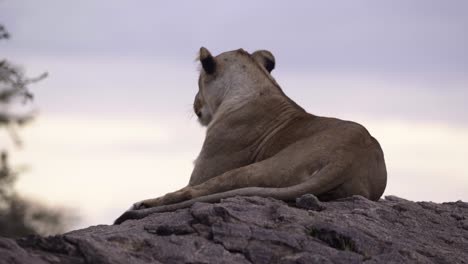 lioness resting on rock 01