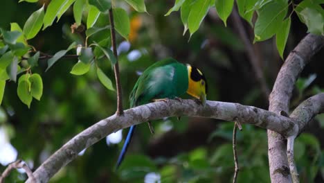 Looking-up-and-then-looking-backwards,-a-Long-tailed-Broadbill-Psarisomus-dalhousiae-is-flicking-it-tail-as-it-perches-on-a-tree-inside-a-forest-in-Thailand