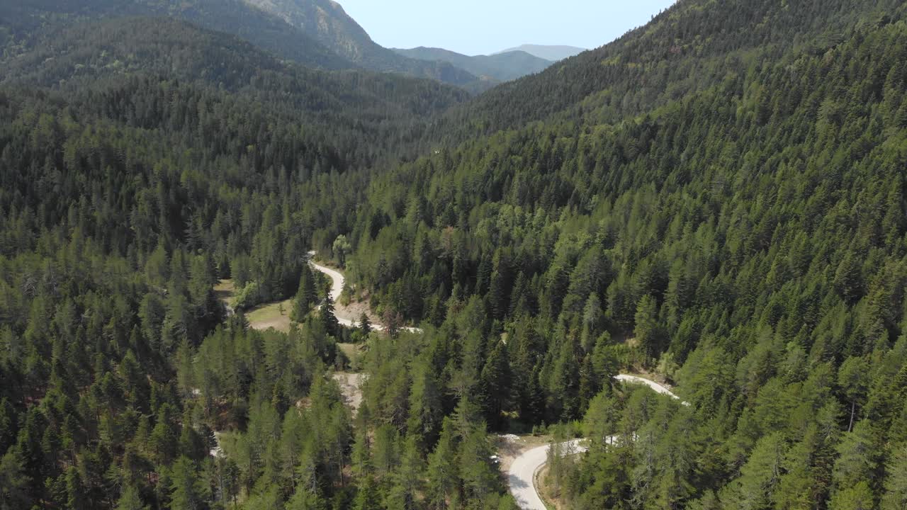 video de drones sobre un denso bosque de pinos país camino sinuoso montaña verano