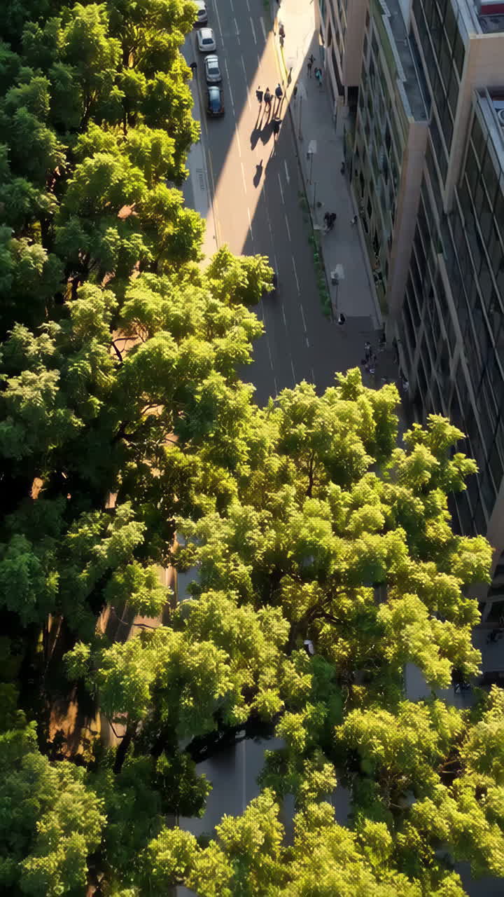 City Street with Trees and Buildings