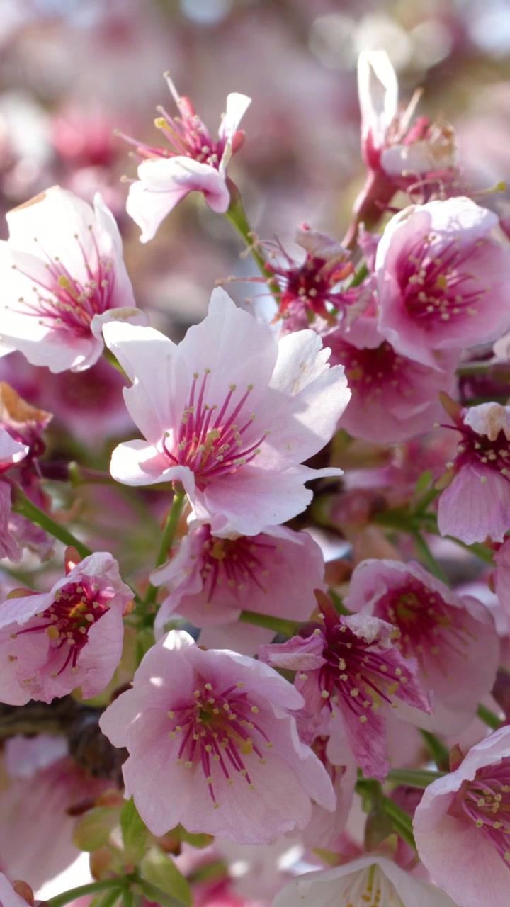 Bunga sakura merah muda cerah bergoyang lembut di dahan di bawah sinar matahari musim semi yang cerah di Tokyo