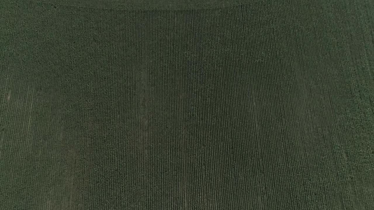 seguimiento aéreo de arriba hacia abajo sobre un campo de maíz sorprendentemente agradable, todo reglamentado y pronto listo para la cosecha