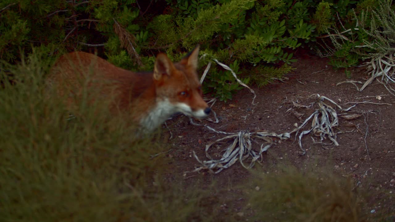 Tracking shot of Red Fox sniffing smelling food behind bushes, high angle view