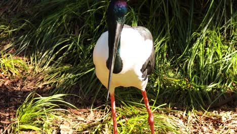 una cigüeña caminando por la hierba en el zoológico