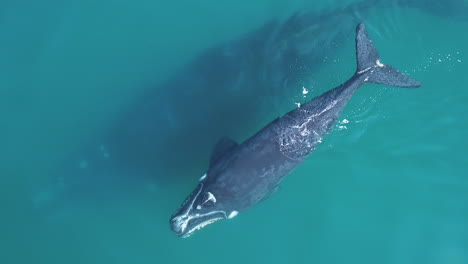 Aerial---drone-hovers-close-above-Southern-Right-Calf-floating-at-surface-as-it-exhales,-exposing-its-2-blowholes,-top-down-shot