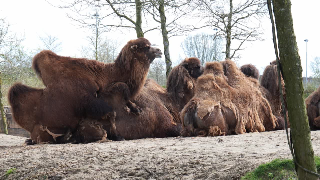 동물원 에서 앉아서 휴식을 취하고 있는 낙타 들