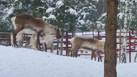 Familie-Von-Regenhirschen,-Die-In-Einer-Wunderschönen-Winterlandschaft-Im-Schnee-Essen