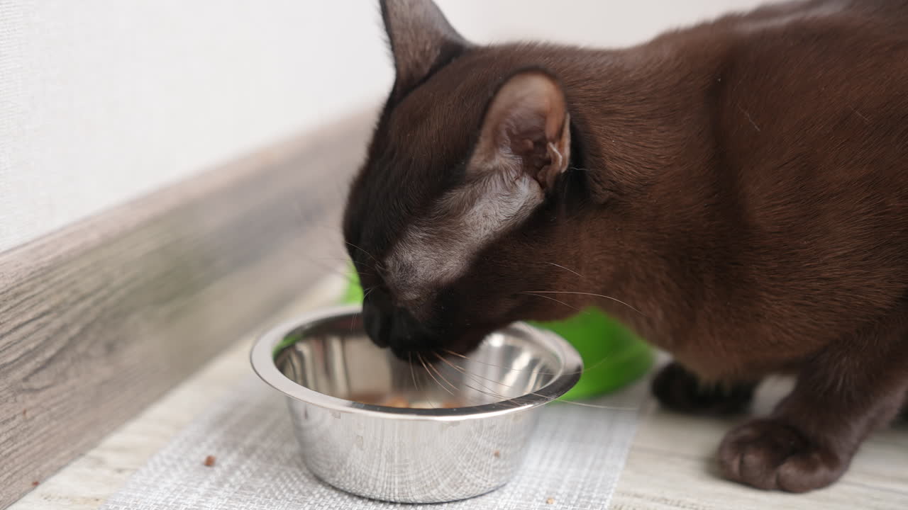 Black short-haired domestic cat eating from his metal bowl. Feline animal chews the pieces actively. Close up.
