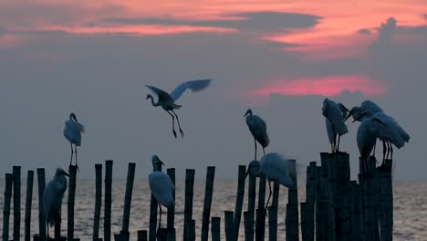 The-Great-Egret,-also-known-as-the-Common-Egret-or-the-Large-Egret