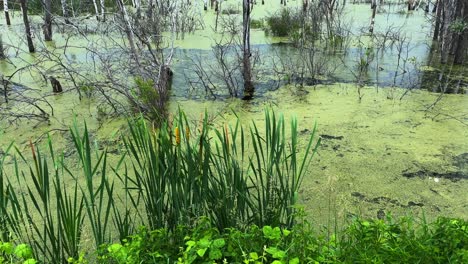 a serene wetland scene featuring lush greenery and still waters, capturing the tranquility of nature with reflections of trees and overgrown vegetation in a wetland habitat