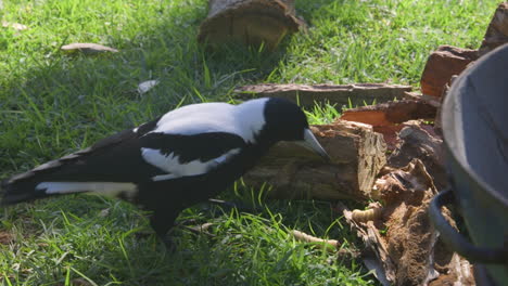 australian magpie eating a witchetty grub from a rotted tree log