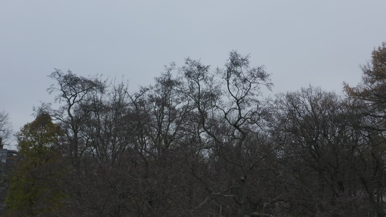 가을철에 잎이 없는 나뭇가지