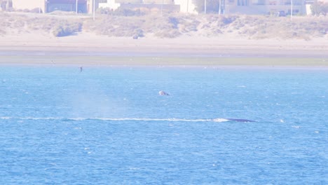 la ballena franca del sur emerge y libera agua de su respiradero causando una salpicadura de niebla en el mar alrededor de puerto madryn