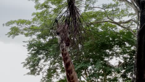 jirafa de rothschild de cuello largo, jirafa camelopardalis rothschildi comiendo comida colgando en la parte superior del árbol, su compañero se une a la escena en el zoológico de singapur, reservas de vida silvestre de mandai, tiro de mano