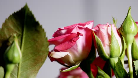 pink and red roses close up shot while light changes direction and drops shadow on different sides of roses