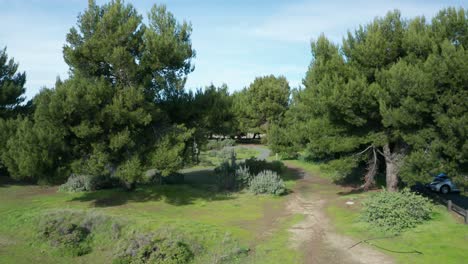 Trees-and-plants-indigenous-to-the-area-of-the-bay