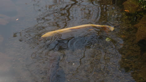 Schwarze-Und-Gelbe-Koi-Karpfen-Bewegen-Sich-Im-Sommer-In-Tokio,-Japan,-Langsam-Um-Klares-Wasser