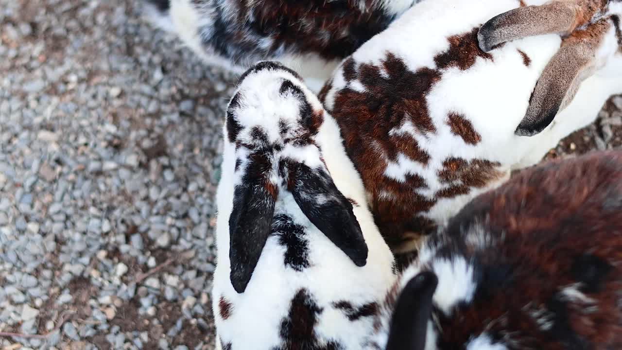지이 토끼가 자갈 표면에 휴식을 취하고 있습니다.