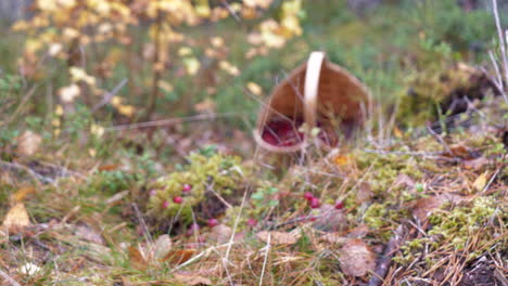 Lingonberries-in-traditional-Bucket-in-wet-autumn-forest,-tilt-rack-focus