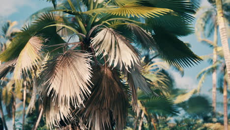 tropical palms and plants at sunny day