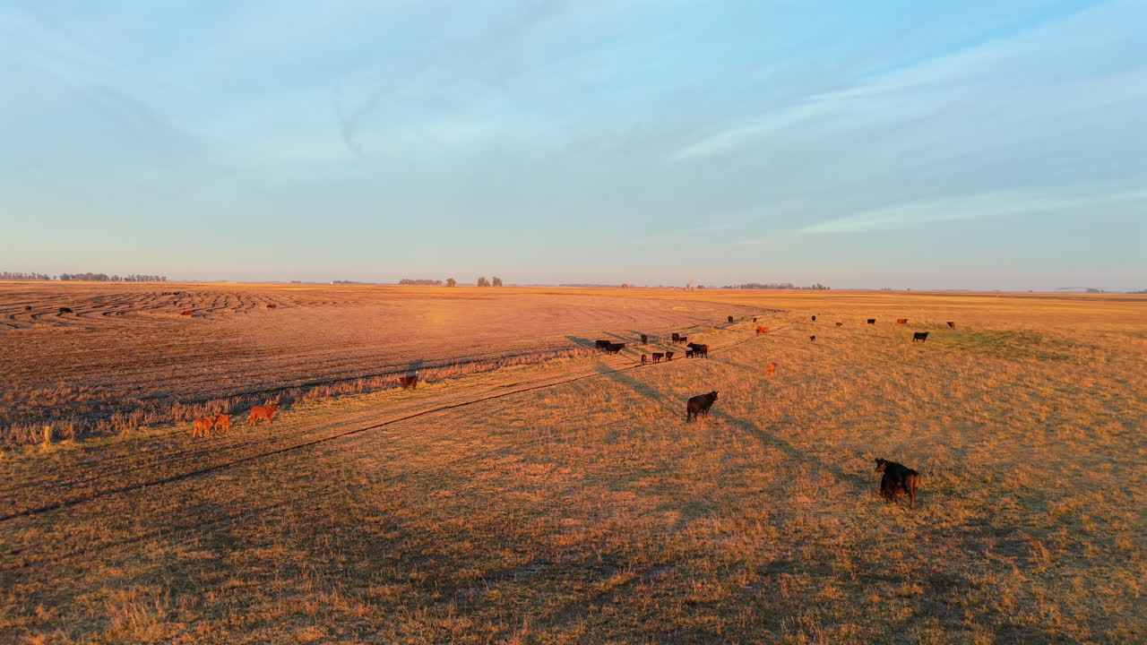 Panoramica aerea del paesaggio con mucche marroni al pascolo a Buenos Aires, Argentina, alla luce del giorno, razza Hereford