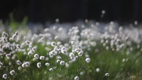 hierba de algodón de cola de liebre, hierba de algodón de mechón, hierba de algodón de cola de liebre, eriophorum vaginatum en el período de floración