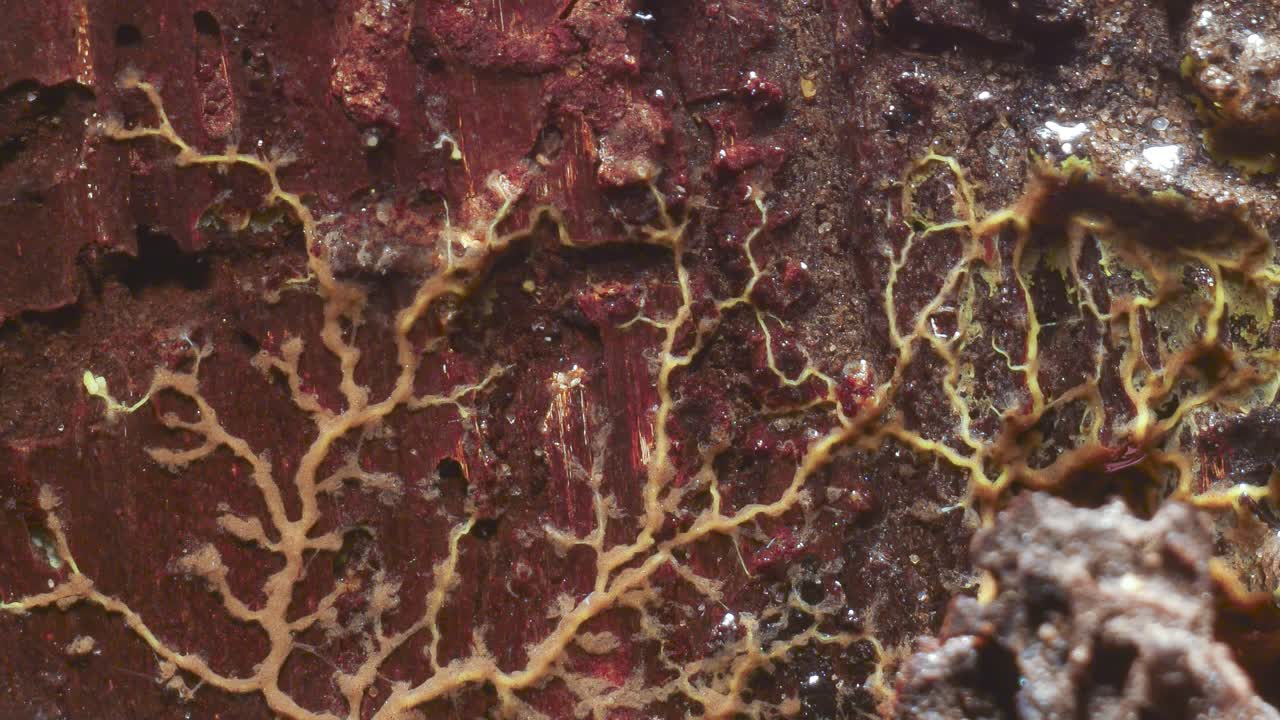 Slime mold plasmodium reaction and respond to bright light exposure