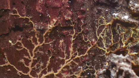 slime mold plasmodium reaction and respond to bright light exposure