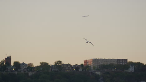 seagull soaring above the hudson river before gently landing in the water during golden hour