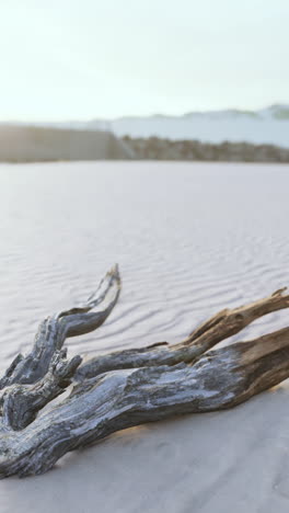 driftwood on a beach