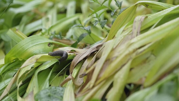 Snail or slug creeping over wet green with big water drops on the plant leaves while discovering a foreign object on its tail