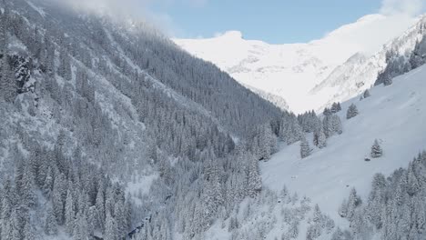 view of mountain pine trees covered in ice and snow with fog