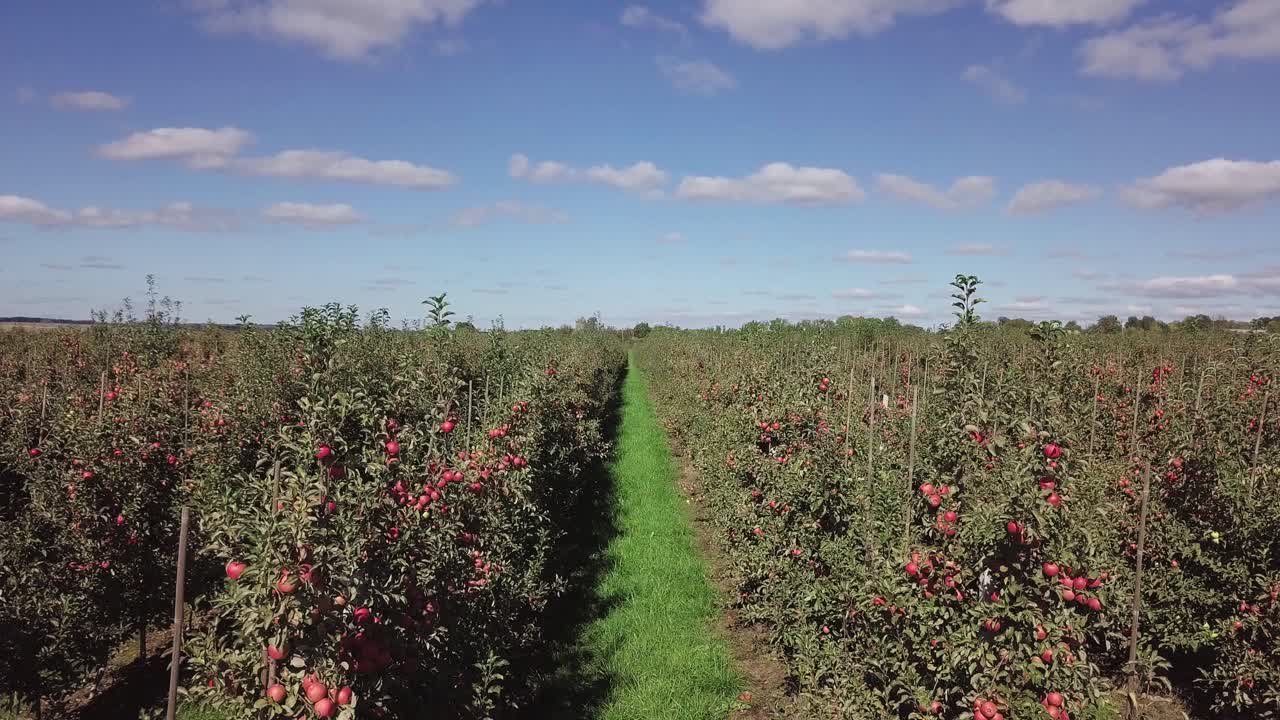 red apples are ripening on apple trees that planted in rows in the field for sale. Landscape of summer garden. Camera motion forward