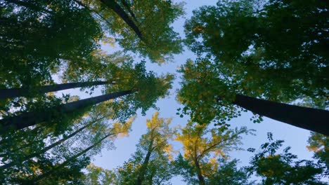 walking under a beautiful, majestic, warm green towering tree canopy during summer