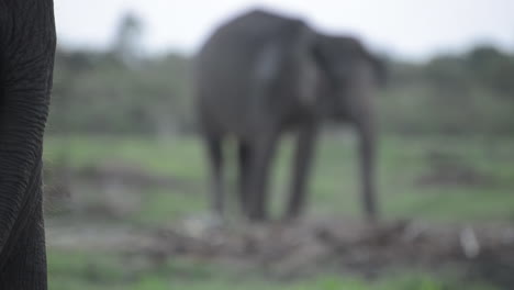 La-Cola-Del-Elefante-Se-Balancea-En-Primer-Plano,-El-Amigo-Elefante-En-El-Fondo,-Fuera-De-Foco