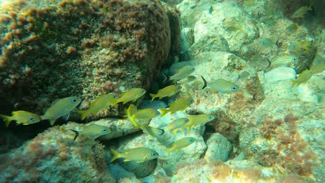 凱撒<unk> (caesar grunt) 和海姆隆 (haemulon chrysargyreum) 在珊瑚礁上游泳