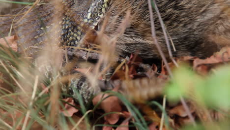 macro view: snake with prey in jaws vibrates rattle tail as warning